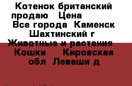 Котенок британский продаю › Цена ­ 3 000 - Все города, Каменск-Шахтинский г. Животные и растения » Кошки   . Кировская обл.,Леваши д.